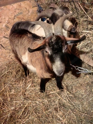 vand iapa de 8 luni - imagine 2