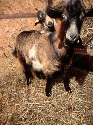 vand iapa de 8 luni - imagine 4