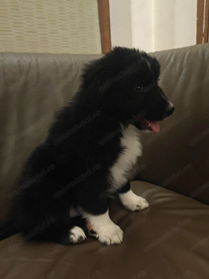 Pui Border Collie  - imagine 5