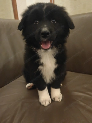 Pui Border Collie  - imagine 3
