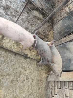 Vând  grăsuni  - imagine 2