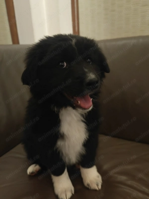 Pui Border Collie  - imagine 2