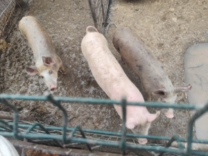 Vând  grăsuni  - imagine 4