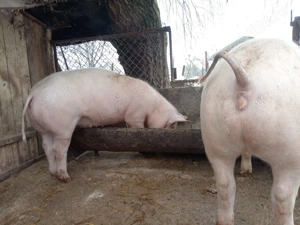 vand purcica 60 kg - imagine 3