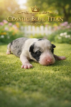 Border Collie Pedigree Export  - imagine 3