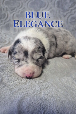 Border Collie Pedigree Export  - imagine 4