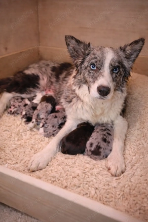 Border Collie Pedigree Export  - imagine 5