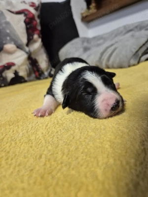 Border Collie Pedigree Export  - imagine 2