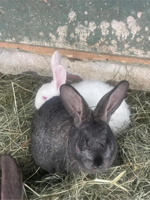 iepuri de vanzare  - imagine 4