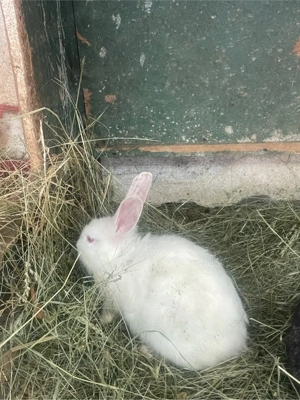 iepuri de vanzare  - imagine 3