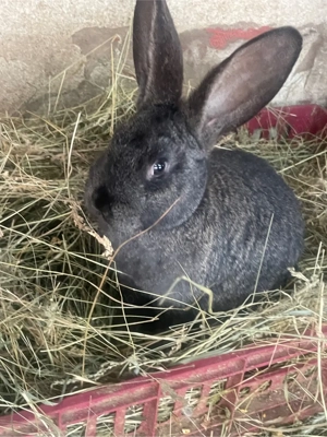 iepuri de vanzare  - imagine 5