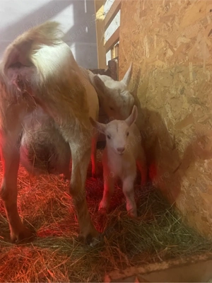 Tăpișori Murciano Granadina si Saanen de vanzare  - imagine 2