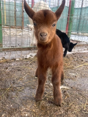 Tăpișori Murciano Granadina si Saanen de vanzare  - imagine 4