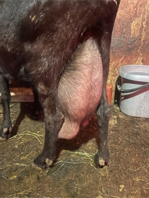 Tăpișori Murciano Granadina si Saanen de vanzare  - imagine 3