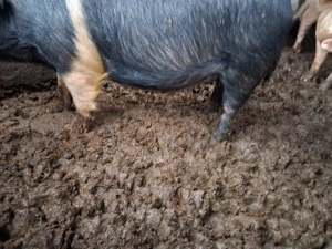 vând scrofita bazna gestanta