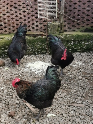 cocoș Australorp 