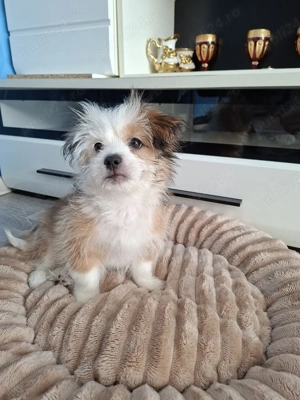 Bitchon de vanzare - imagine 4