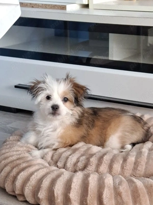 Bitchon de vanzare - imagine 2