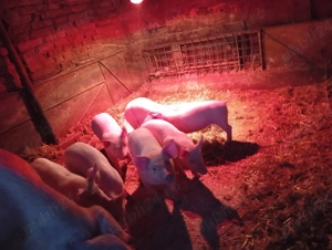 vand purcei  - imagine 2