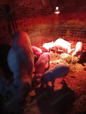 vand purcei  - imagine 4