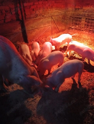 vand purcei  - imagine 5