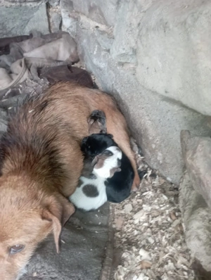 Catei soricari - imagine 3