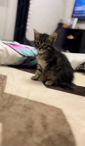 Siberiana de padure  - imagine 3