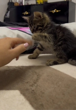 Siberiana de padure  - imagine 2