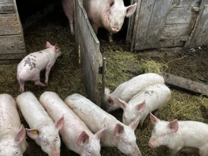 8 purcei de vânzare 800 lei bucata 25 kg