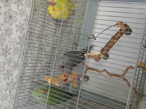 Se vinde Mcul Alexandru cel albastru turcoaz  mascul 8 luni are  detalii la nr tel  