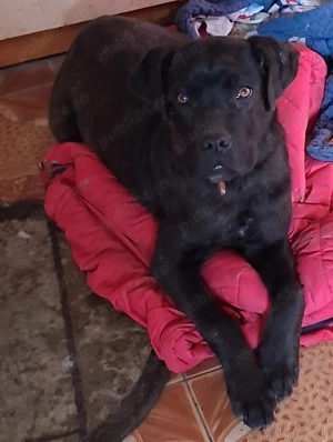 Buna ziua  vadnd catel cane corso 