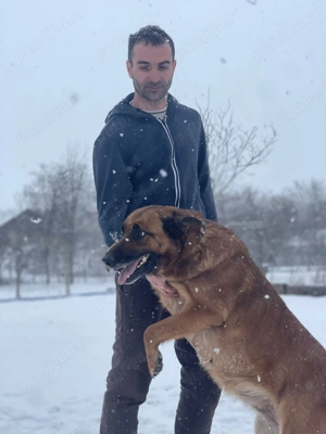 Ciobanesc belgian melonois - imagine 2