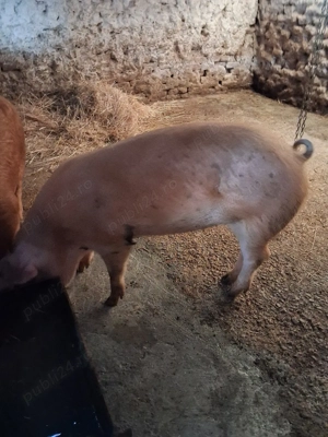 vând porci  - imagine 3