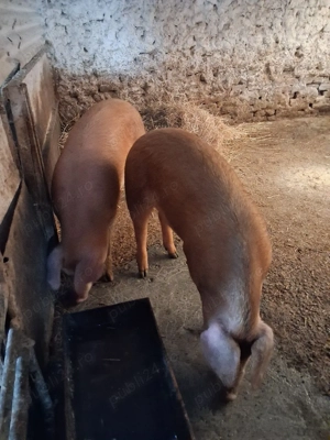 vând porci  - imagine 2