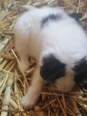 De vânzare doua fetite de ciobănesc de Bucovina în  - imagine 2