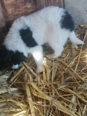 De vânzare doua fetite de ciobănesc de Bucovina în  - imagine 5