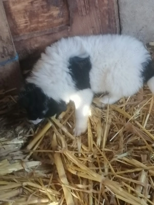 De vânzare doua fetite de ciobănesc de Bucovina în  - imagine 4