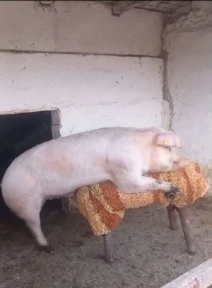 Monta Artificială (MSV) Landrace.