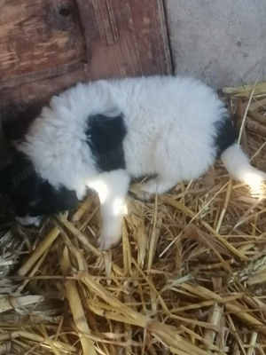 De vânzare doua fetite de ciobănesc de Bucovina în  - imagine 3