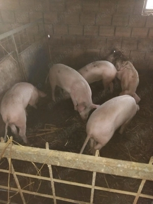 Șoldani 30-70 kg - imagine 5