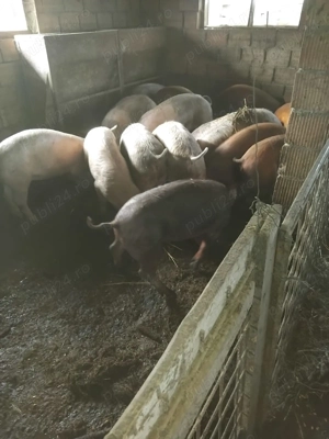 Șoldani 30-70 kg - imagine 2