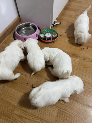 vând pui de bichon - imagine 2