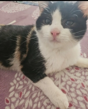 Donez pui de pisică 