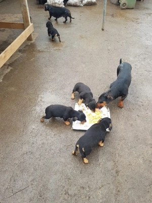 catelusi tekel - imagine 2