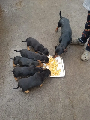 catelusi tekel - imagine 4