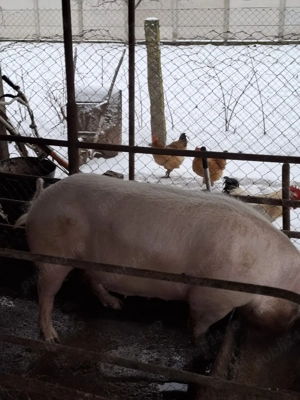 De Vânzare  - imagine 3