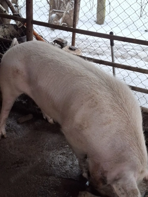 De Vânzare  - imagine 2