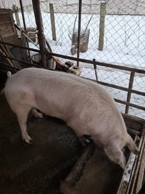 De Vânzare  - imagine 5