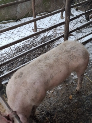 De vânzare  - imagine 1