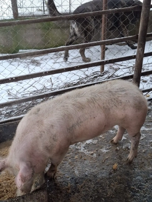 De vânzare  - imagine 4